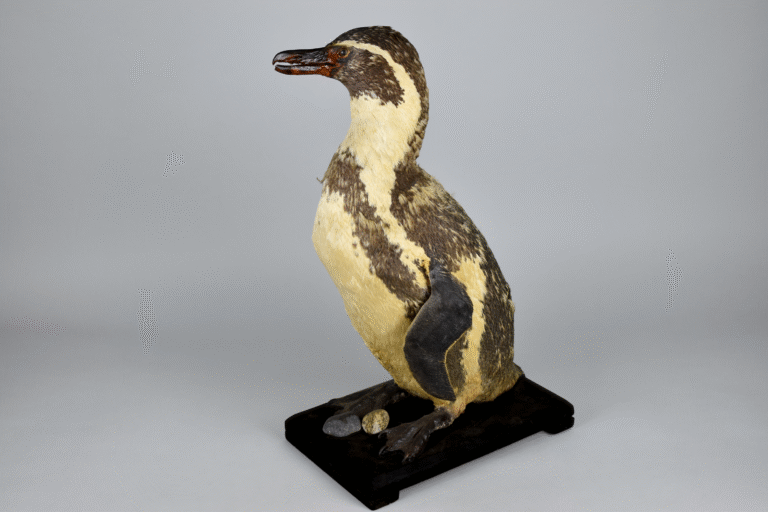 Pingüino de Humboldt (3D)