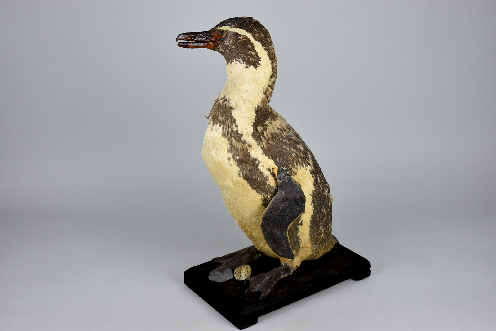 Pingüino de Humboldt (3D)