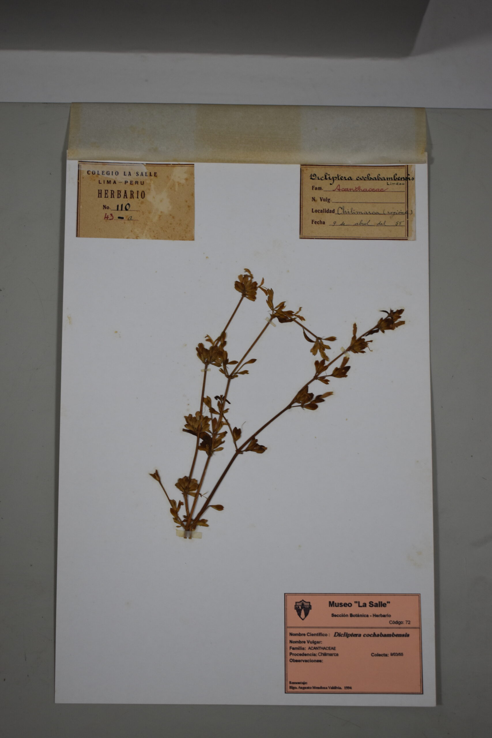 Dicliptera cochabambensis (1,0)