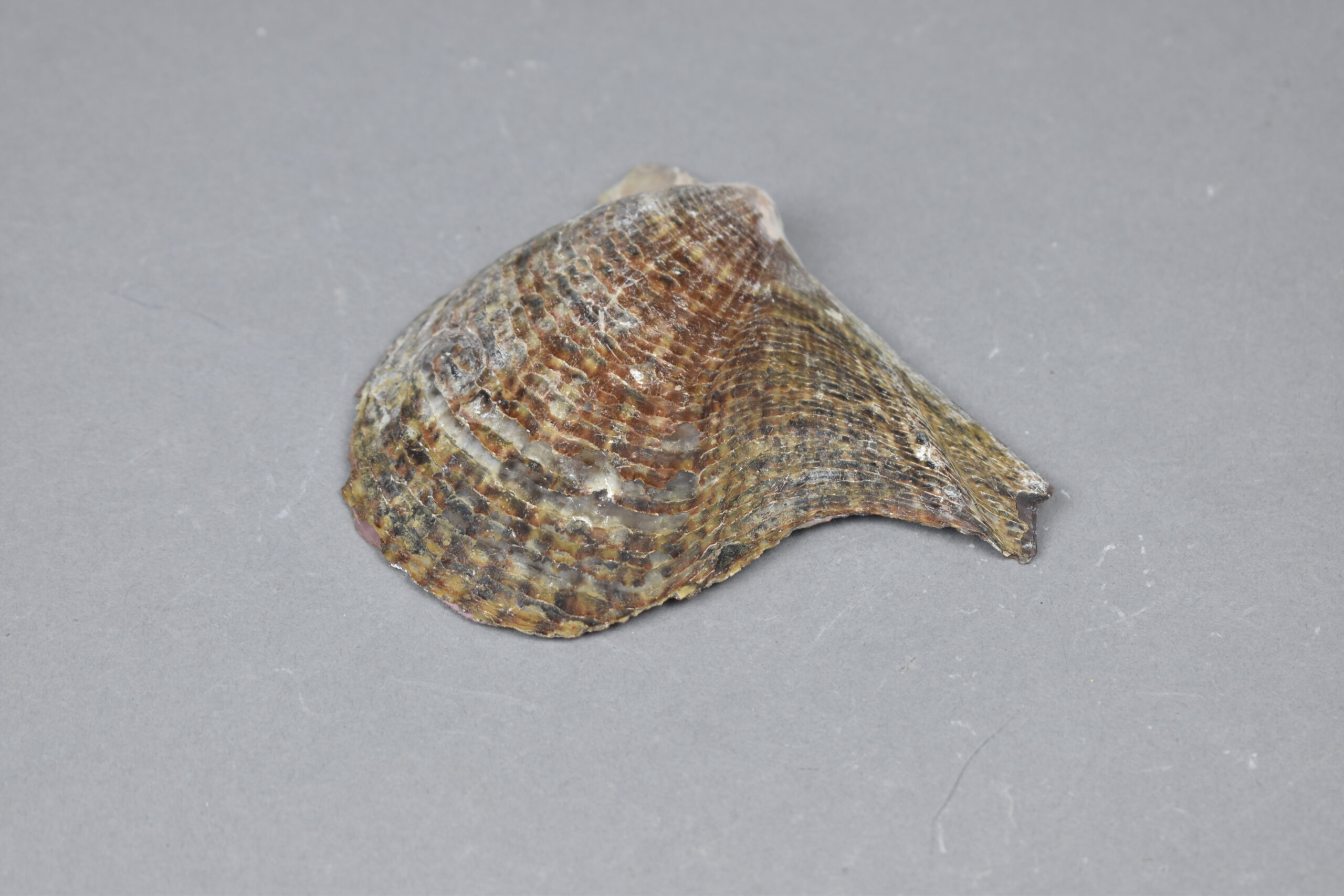 Concha Perla (MLS-Mal-0025)
