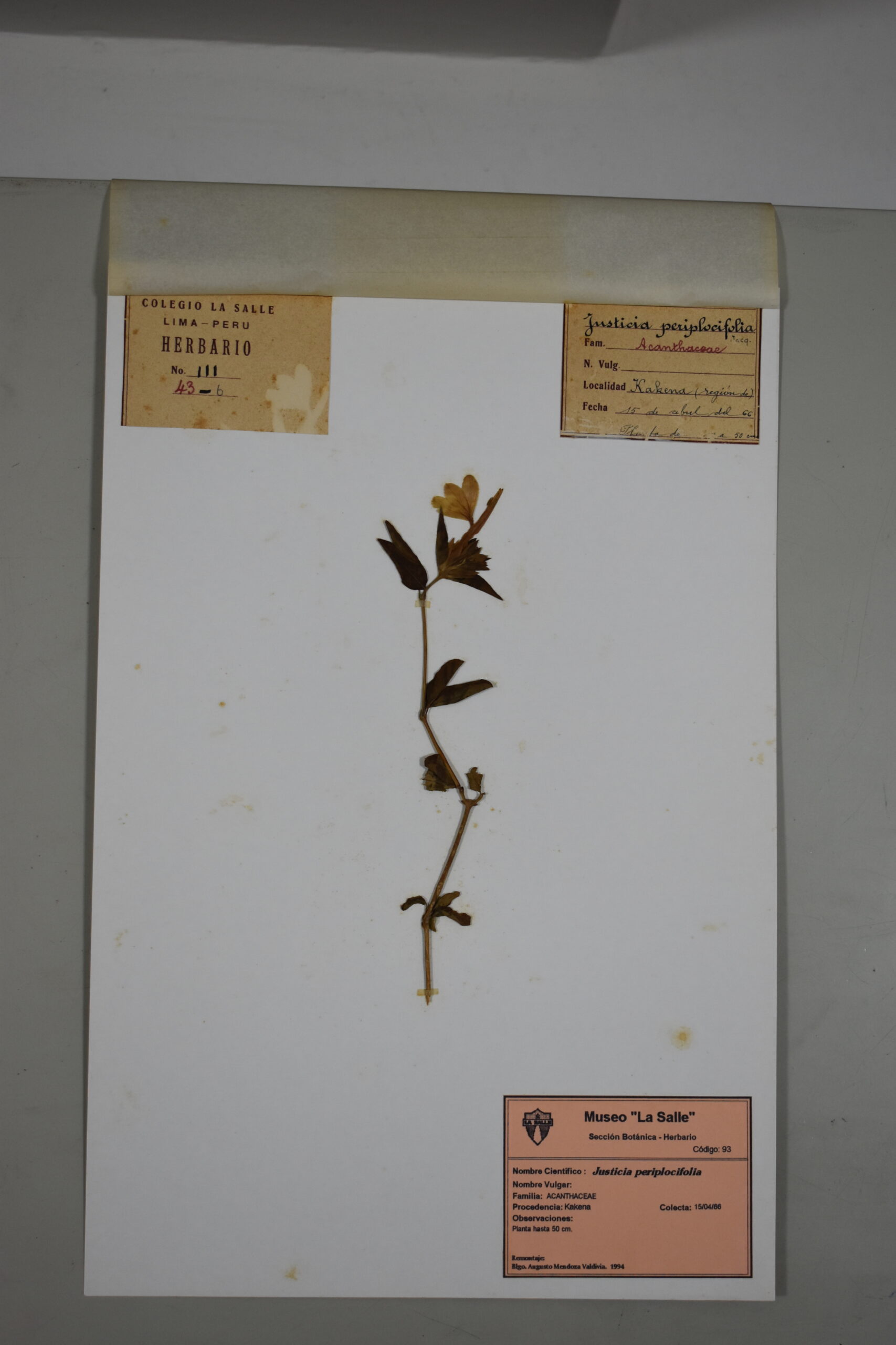 Justicia periplocifolia (1,1)