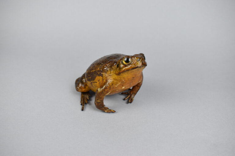 Sapo (Hembra)