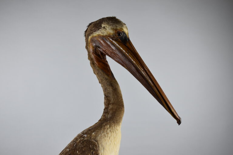 Pelícano peruano (MLS-TA-0003)