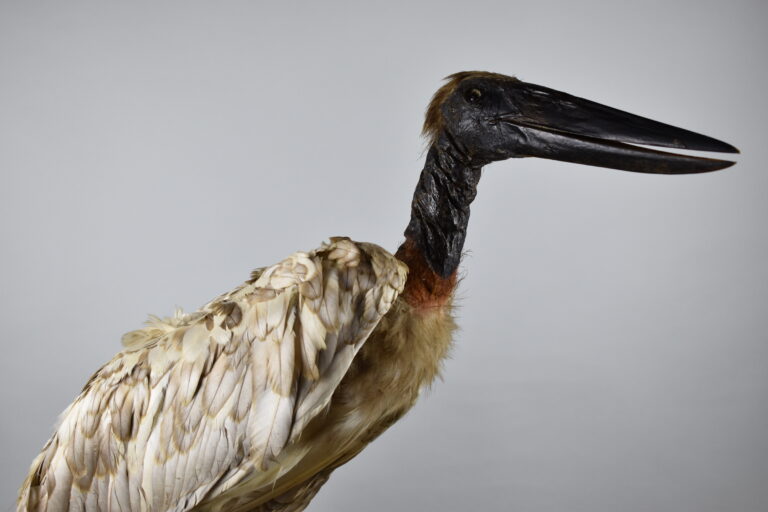 Tuyuyo (MLS-TA-0001)