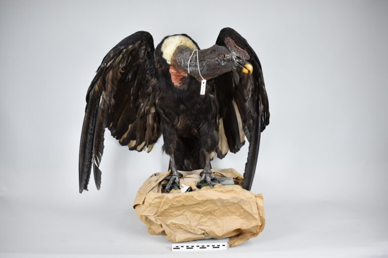 Cóndor andino (MLS-TA-0002)