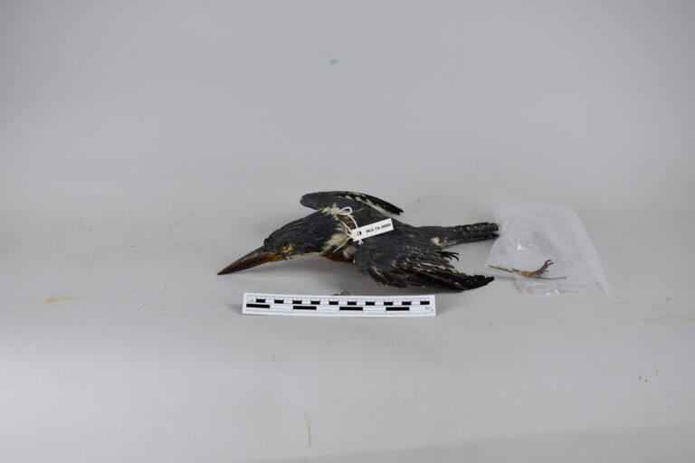 Martín pescador real anillado (MLS-TA-0004)