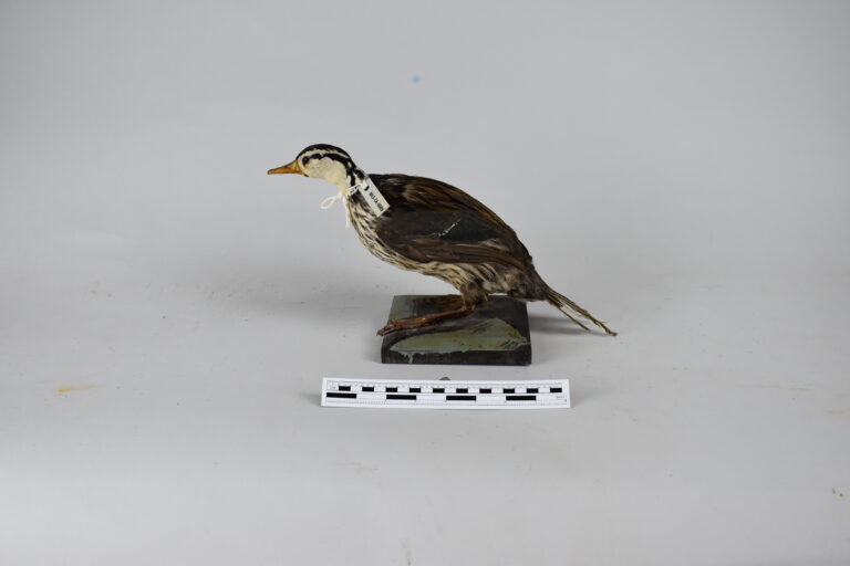 Pato de los torrentes (MLS-TA-0005)