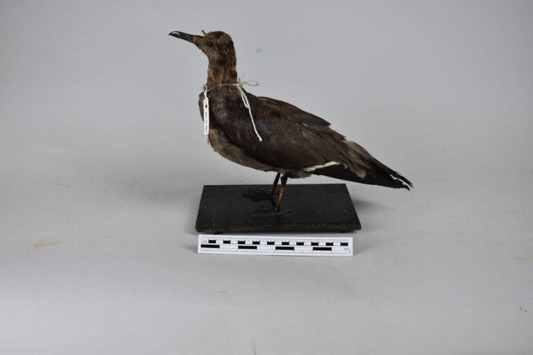 Petrel (MLS-TA-0007)