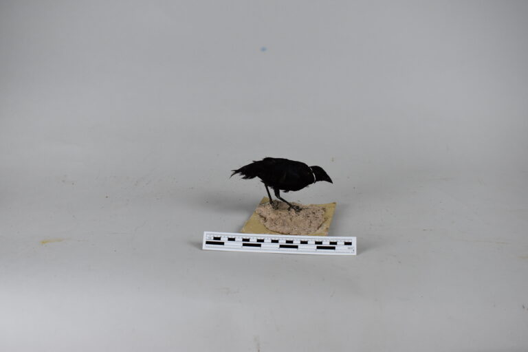 Tordo parásito (MLS-TA-0008)