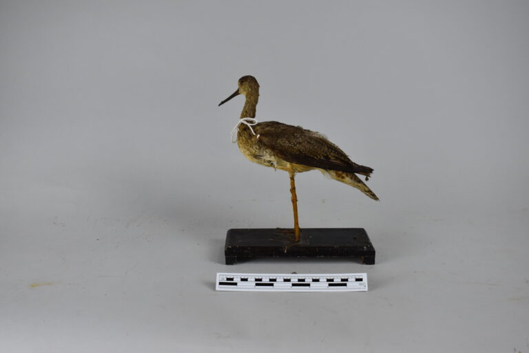 Chorlo mayor de patas amarillas (MLS-TA-0010)