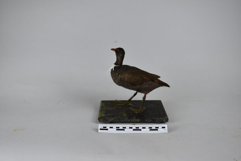 Polla de agua (MLS-TA-0011)