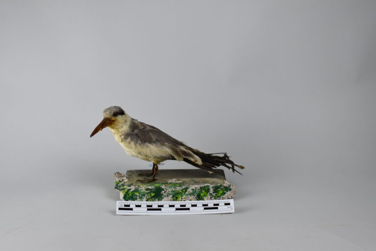 Gaviota gris (MLS-TA-0014)