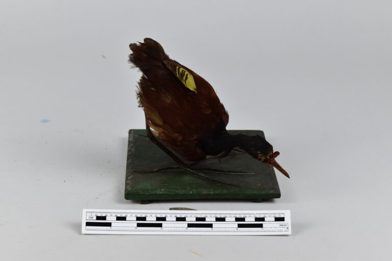 Gallito de agua (MLS-TA-0015)