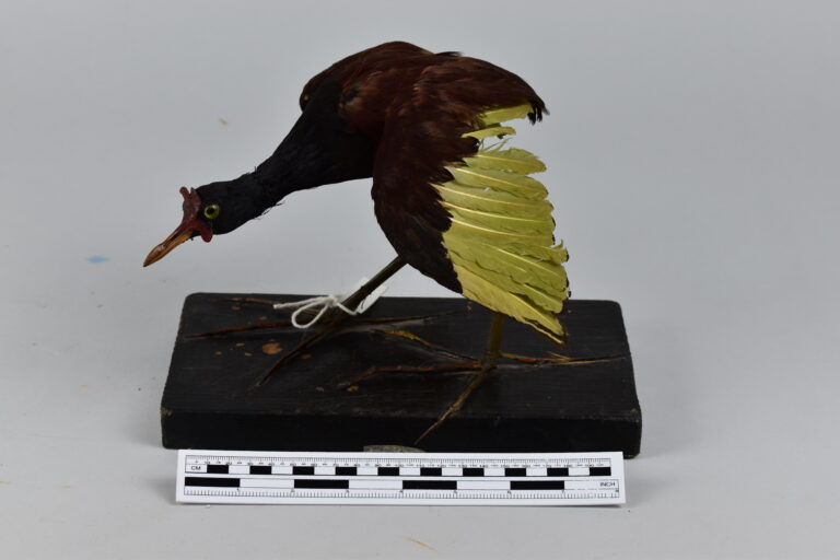 Gallito de agua (MLS-TA-0016)