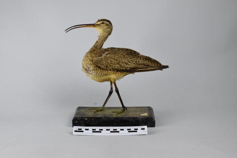 Zarapito trinador (MLS-TA-0017)