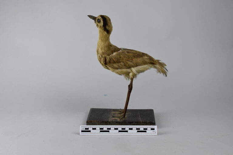 Huerequeque (MLS-TA-0019)