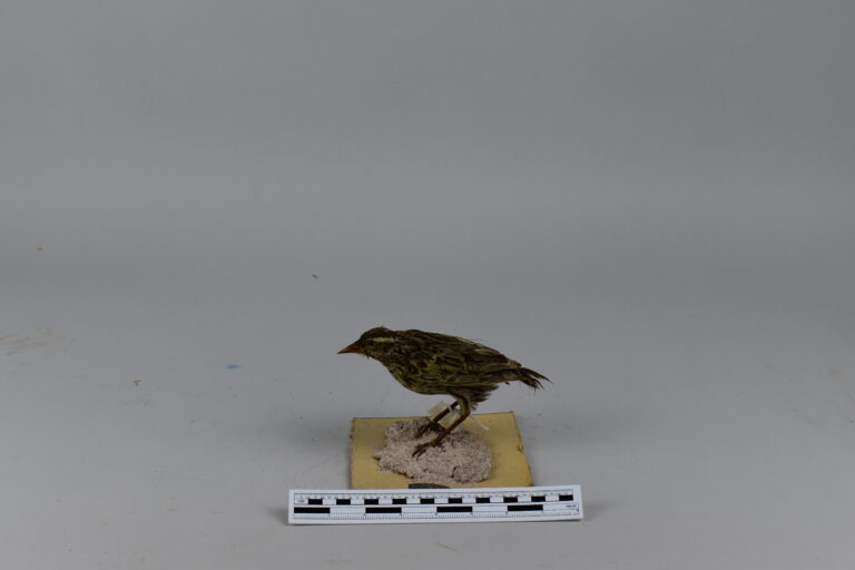 Huanchaco (MLS-TA-0020)