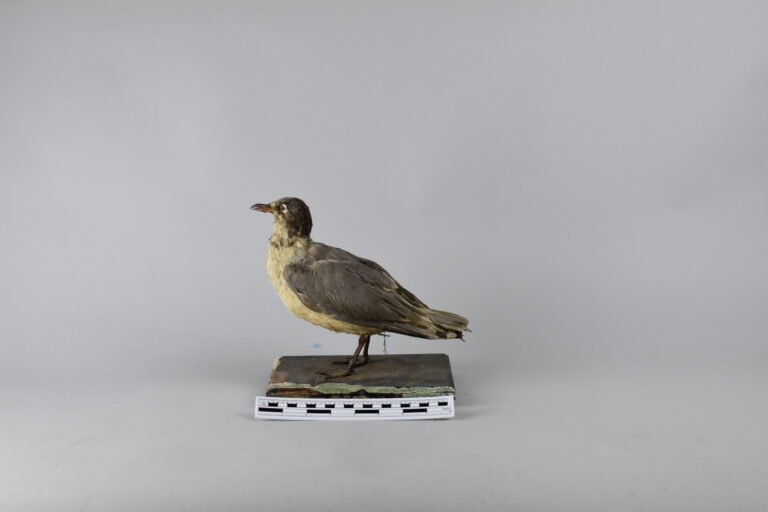 Gaviota de Franklin (MLS-TA-0021)