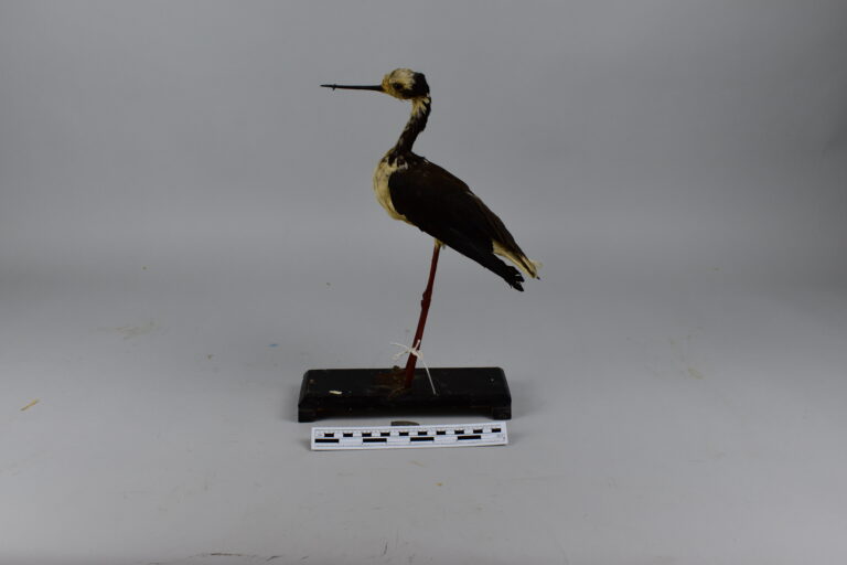 Cigüeñela de cuello largo (MLS-TA-0022)