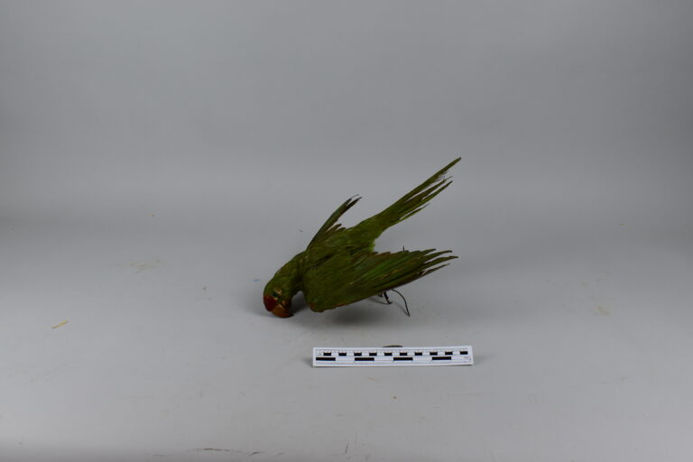 Loro frente roja (MLS-TA-0024)