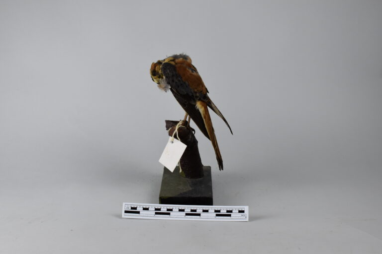 Cernícalo americano (MLS-TA-0026)