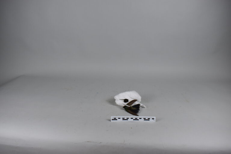 Picaflor (MLS-TA-0027)