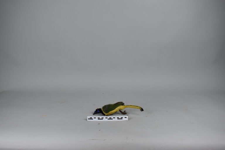 Arrendajo (MLS-TA-0029)