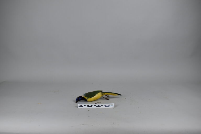 Arrendajo (MLS-TA-0030)