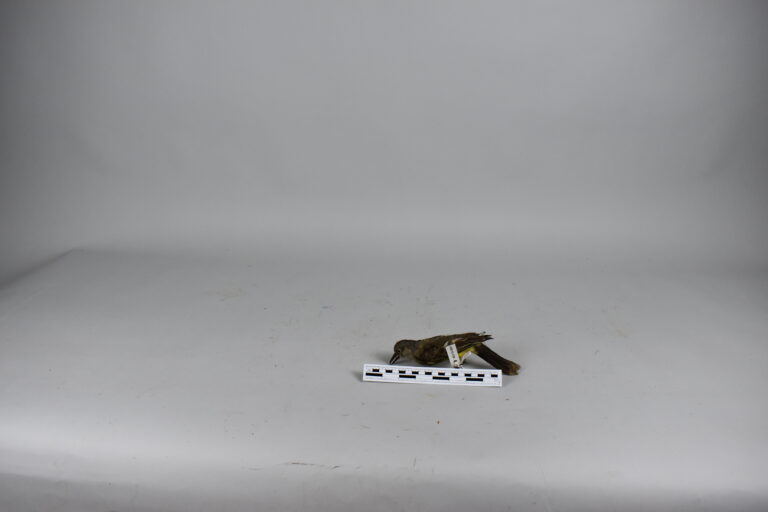 Copetón de cresta parda (MLS-TA-0031)