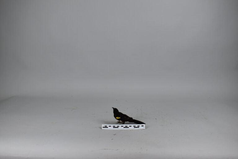 Tordo ala amarilla (MLS-TA-0033)