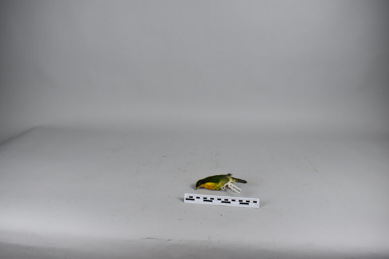 Saltarín naranja (MLS-TA-0034)