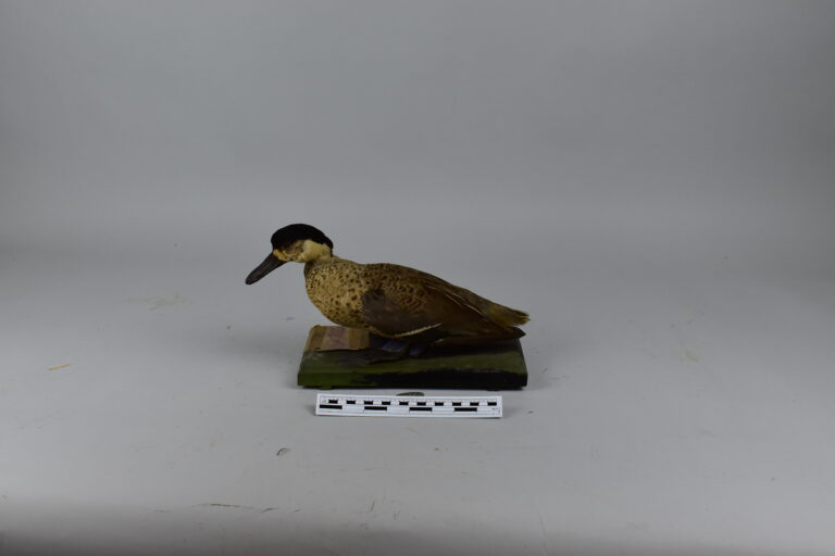 Pato puna (MLS-TA-0035)