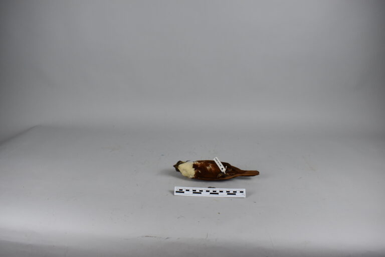 Campanero (MLS-TA-0036)