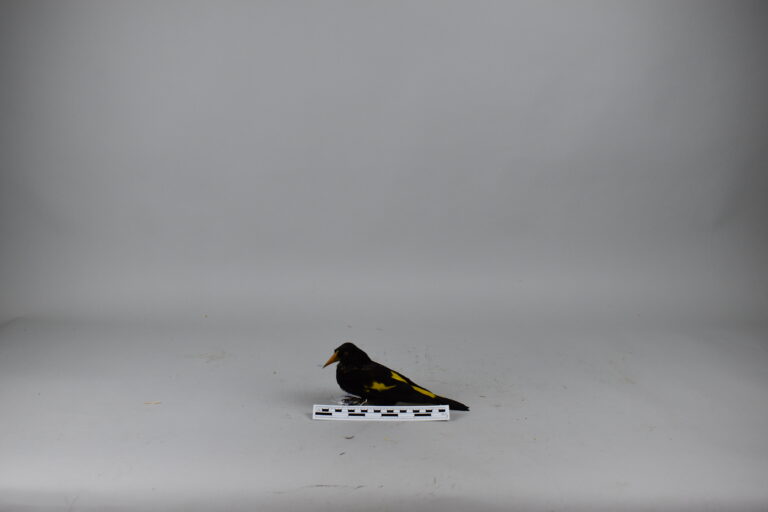 Cacique lomiamarillo (MLS-TA-0037)