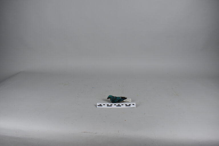 Tangara golondrina ó Azulejo golondrina (MLS-TA-0038)