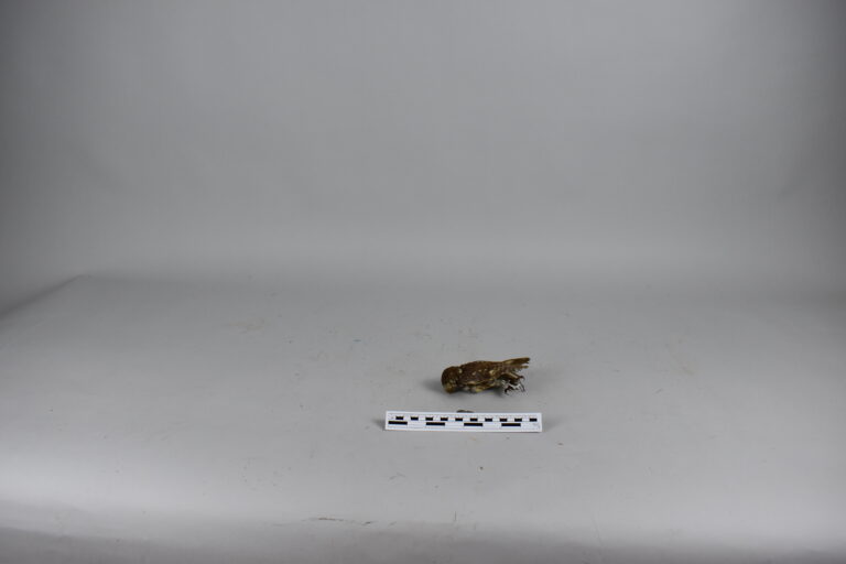 Lechuza de los arenales (MLS-TA-0039)