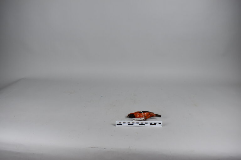 Tangara roja (MLS-TA-0040)