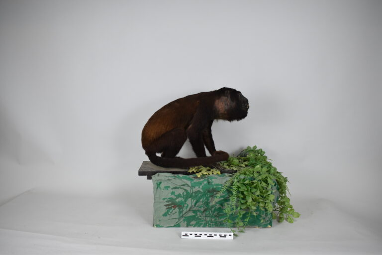 Mono coto (MLS-TM-0008)