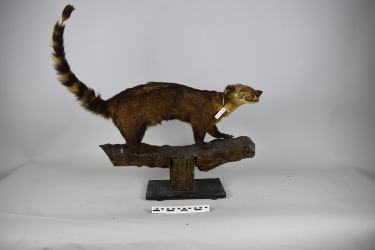 Coatí (MLS-TM-0013)