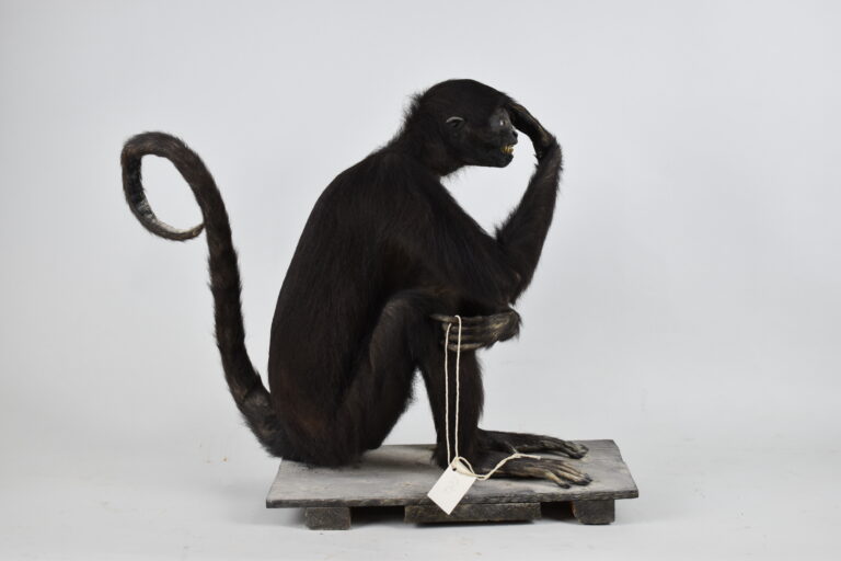 Maquisapa negro o mono araña peruano (MLS-TM-0016)