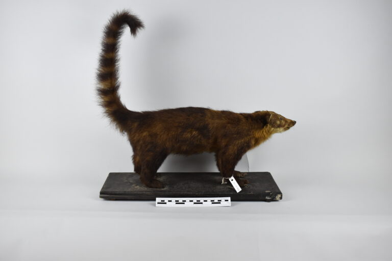 Coatí (MLS-TM-0020)