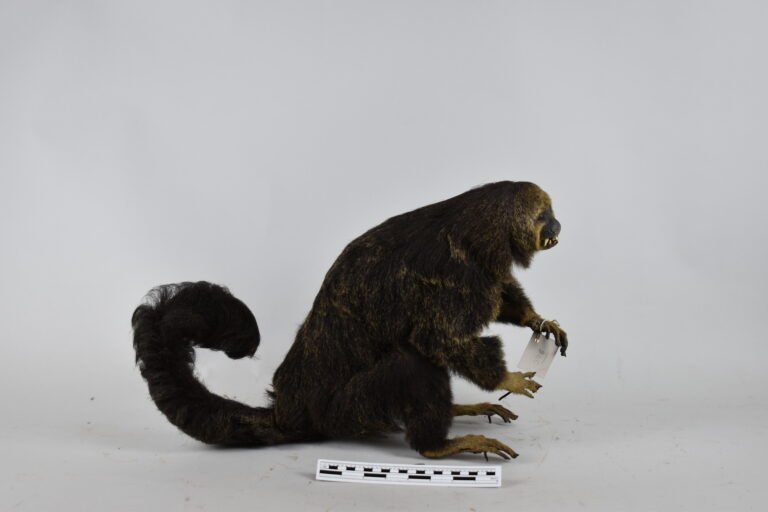 Mono saki (MLS-TM-0021)