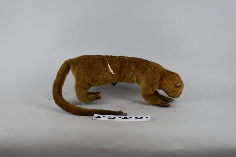 Chozna (MLS-TM-0024)