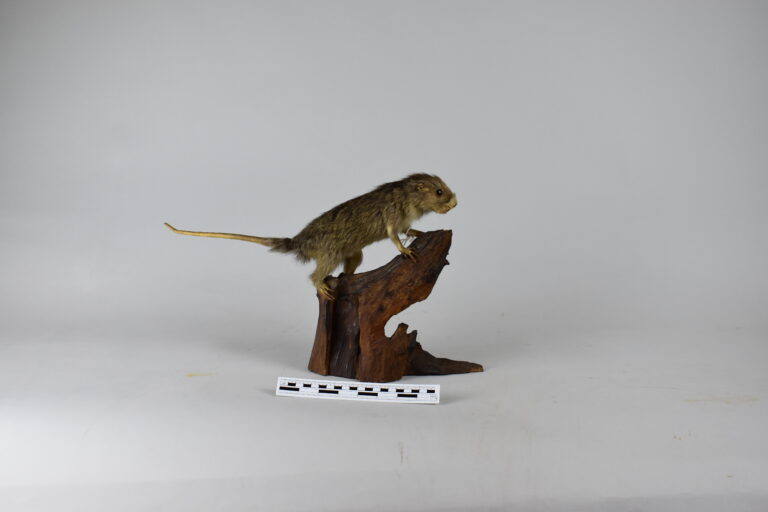 Tuco-Tuco, roedor de campo (MLS-TM-0014)