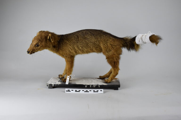 Zorro andino (MLS-TM-0031)