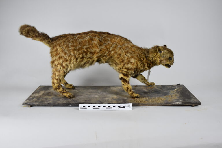 Gato andino (MLS-TM-0015)