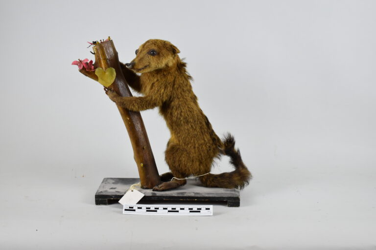 Coatí (MLS-TM-0018)