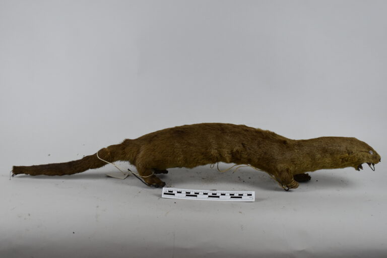 Gato marino (MLS-TM-0022)