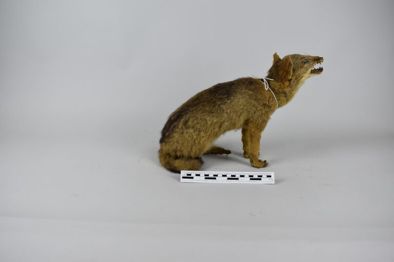 Zorro costero (MLS-TM-0026)