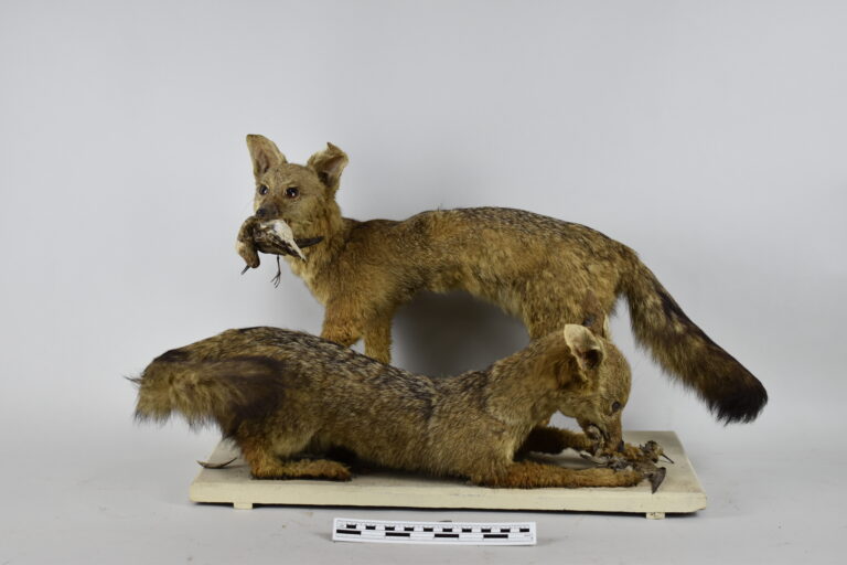 Zorro costero (MLS-TM-0029)